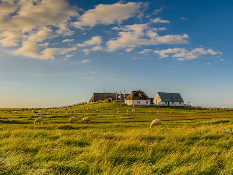 Schafe grasen auf grünem Marschland auf der Hamburger Hallig mit traditionellen Häusern auf einem kleinen Hügel unter blauem Himmel mit weißen Wolken.