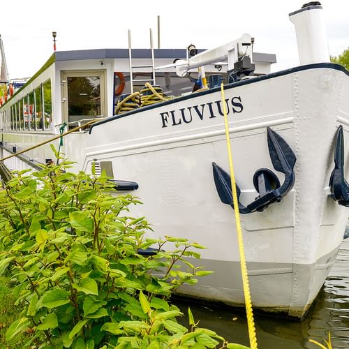 Weißes Flusskreuzfahrtschiff MS Fluvius am grasbewachsenen Flussufer vertäut. Zwei dekorative Anker hängen am Bug. Bäume säumen das Ufer.