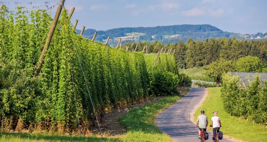 Zwei Radfahrer auf einem asphaltierten Weg durch grüne Hopfenfelder bei Landshut, Bayern. Hohe Hopfenpflanzen wachsen an Holzstangen, Hügel im Hintergrund.
